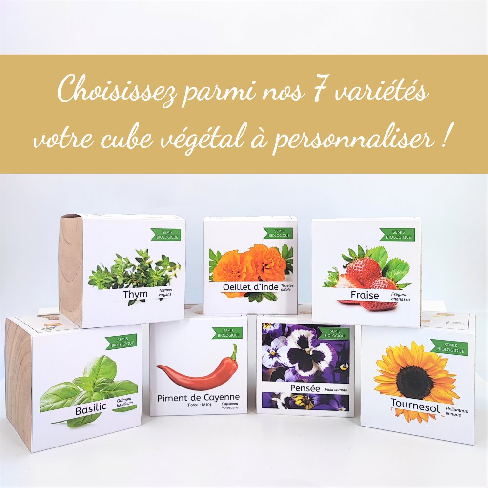 cube bois à planter personnalisé variétés
